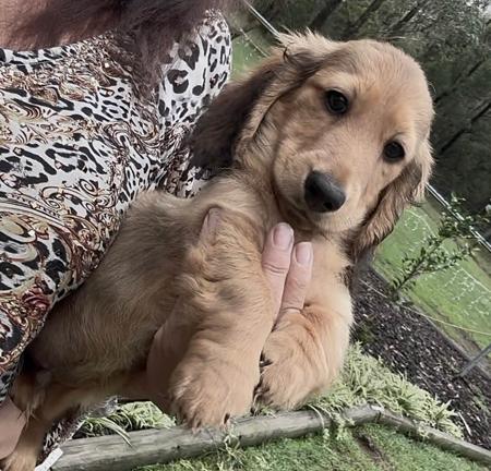 Dachshund (Miniature Long Haired) puppy for sale by ZURI401