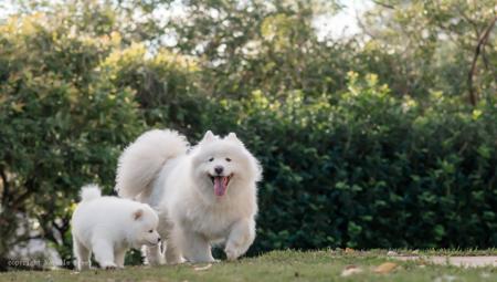 Samoyed for sale by SASHENKA