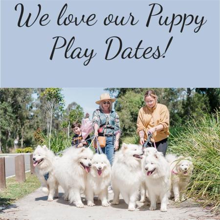 Samoyed for sale by SASHENKA