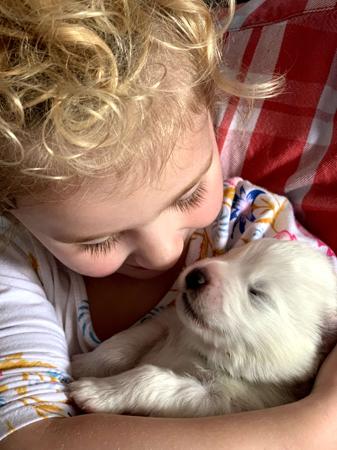 Samoyed for sale by SASHENKA