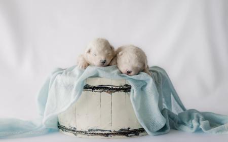 Samoyed for sale by SASHENKA