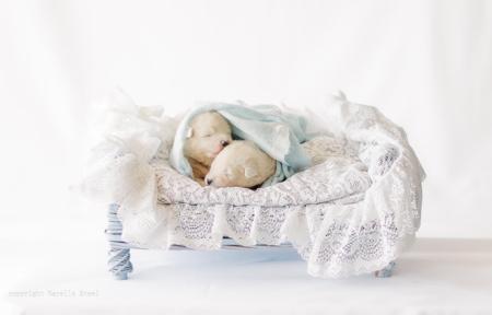 Samoyed for sale by SASHENKA