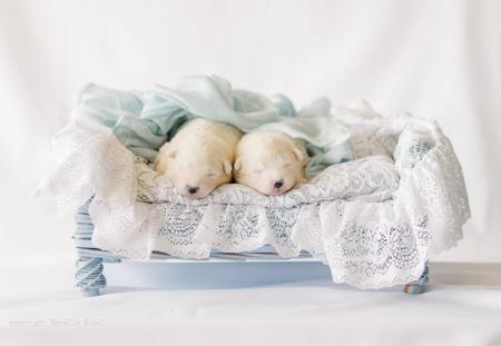 Samoyed for sale by SASHENKA