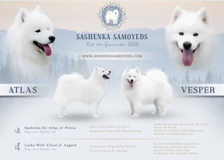 Samoyed for sale by SASHENKASAMOYEDS