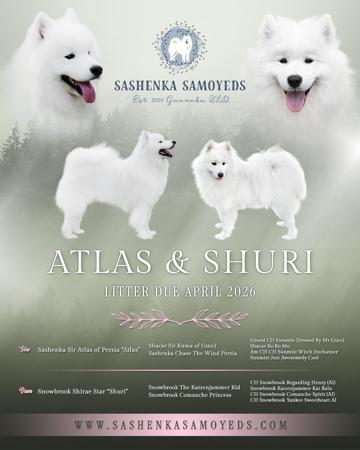 Samoyed puppy for sale by SASHENKASAMOYEDS