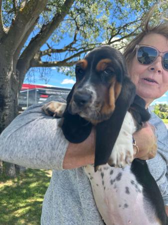 Basset Hound puppy for sale by CAYUGARIDGE