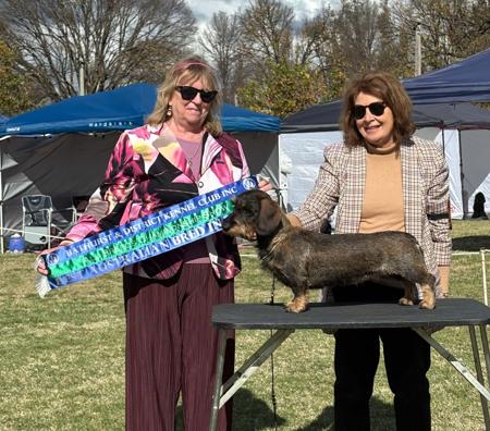 Ch Cayugaridge Lets Dance AI Dachshund (Wire Haired)