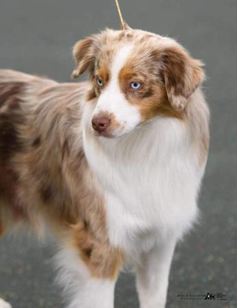 Miniature American Shepherd for sale by BROCKHURSTS