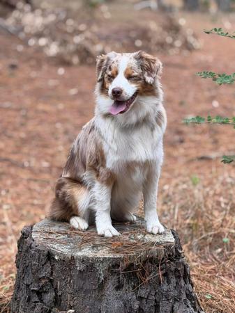 Miniature American Shepherd for sale by BROCKHURSTS