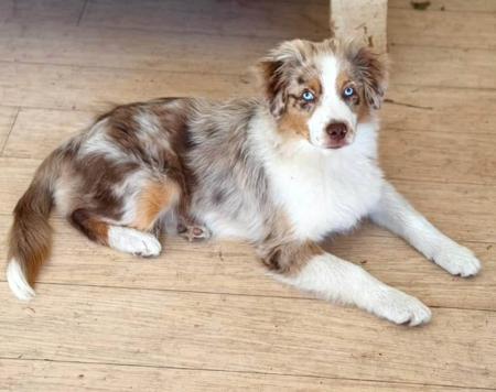 Miniature American Shepherd for sale by BROCKHURSTS