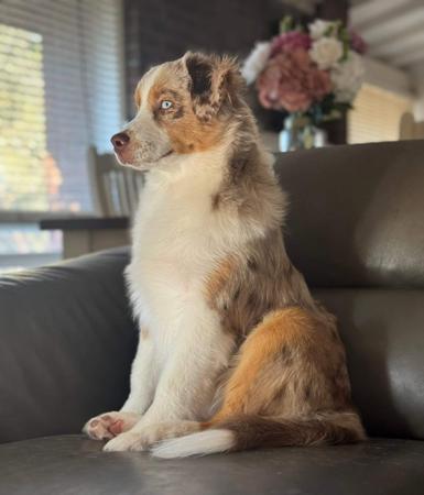 Miniature American Shepherd for sale by BROCKHURSTS