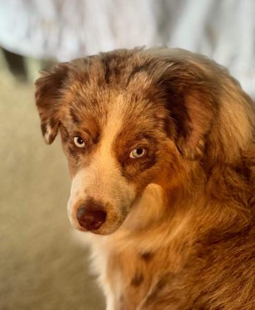 Miniature American Shepherd for sale by BROCKHURSTS