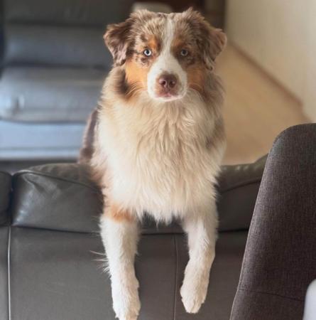 Miniature American Shepherd for sale by BROCKHURSTS