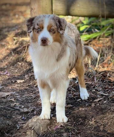 Miniature American Shepherd for sale by BROCKHURSTS