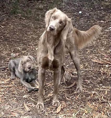 Weimaraner for sale by BROCKHURSTS