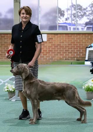 Weimaraner for sale by BROCKHURSTS