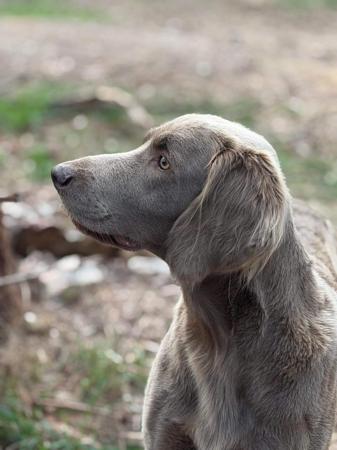 Weimaraner for sale by BROCKHURSTS