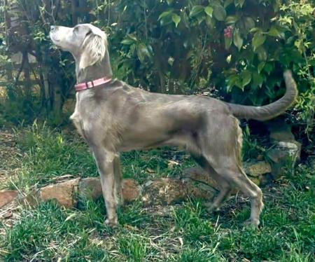 Weimaraner for sale by BROCKHURSTS