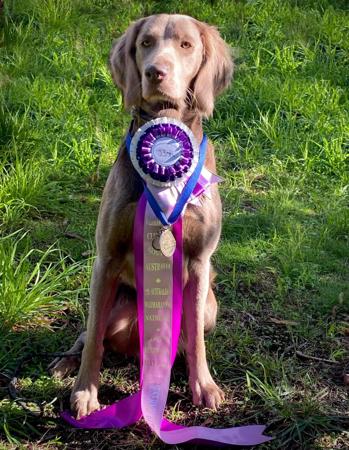 Weimaraner for sale by BROCKHURSTS