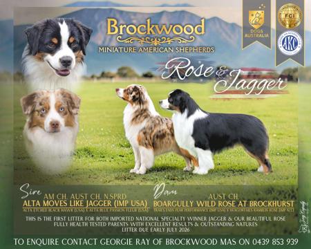 Miniature American Shepherd puppy for sale by BROCKFROGS