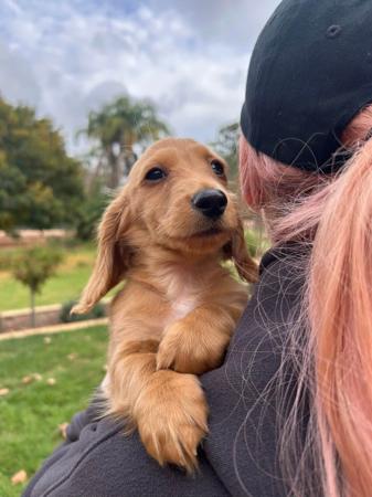 Dachshund (Miniature Long Haired) puppy for sale by FLUERMACK