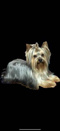 Yorkshire Terrier puppy for sale by MCNAMARA