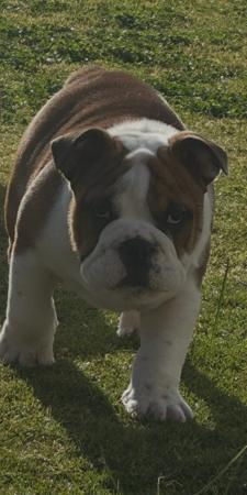 British Bulldog puppy for sale by MCNAMARA