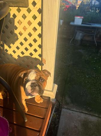 British Bulldog puppy for sale by MCNAMARA