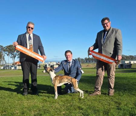 Aust Ch Creschendo Blaze Of Glory Whippet
