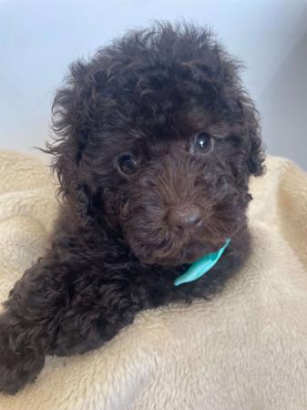Poodle (Toy) puppy for sale by TLLYSTNYTOYS
