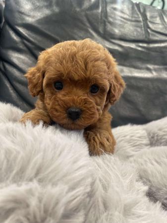 Poodle (Toy) puppy for sale by TLLYSTNYTOYS