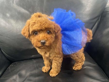 Poodle (Toy) puppy for sale by TLLYSTNYTOYS