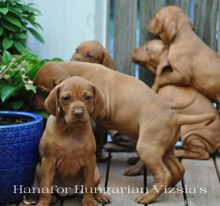 Hungarian Vizsla puppy for sale by HANAFOR
