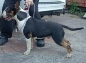 Bull Terrier for sale by DENNISRYAN