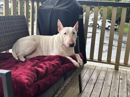 Bull Terrier for sale by SERINDAY