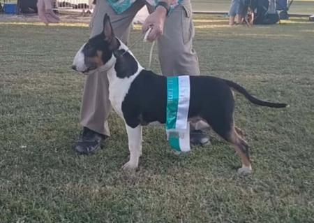 Bull Terrier for sale by SERINDAY