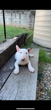 Bull Terrier for sale by SERINDAY