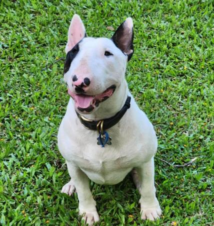 Bull Terrier for sale by SERINDAY