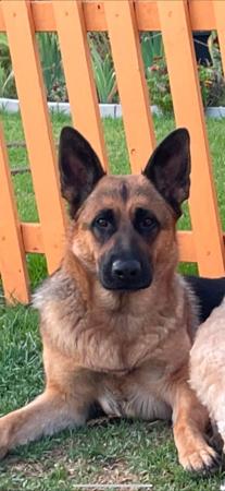German Shepherd Dog puppy for sale by ARTWIZ