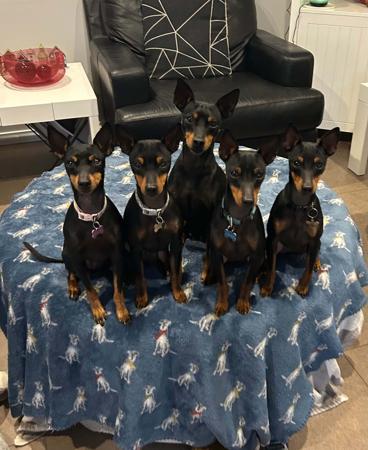 English Toy Terrier (Black and Tan) for sale by AWILOAK