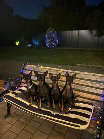 English Toy Terrier (Black and Tan) for sale by AWILOAK