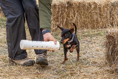 English Toy Terrier (Black and Tan) for sale by AWILOAK