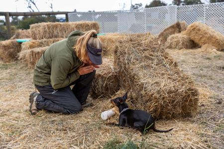 English Toy Terrier (Black and Tan) for sale by AWILOAK