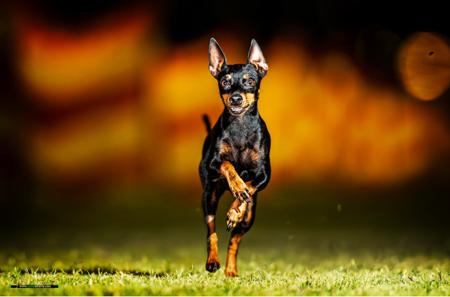 English Toy Terrier (Black and Tan) for sale by AWILOAK