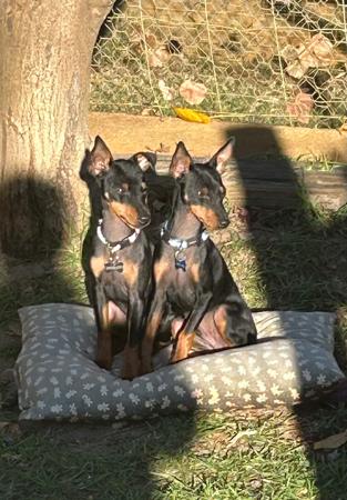 English Toy Terrier (Black and Tan) for sale by AWILOAK
