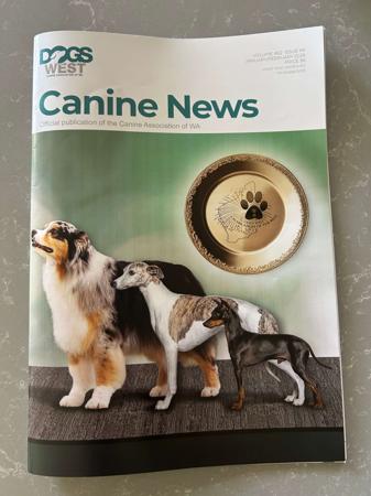 English Toy Terrier (Black and Tan) for sale by AWILOAK