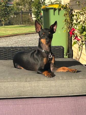 English Toy Terrier (Black and Tan) for sale by AWILOAK