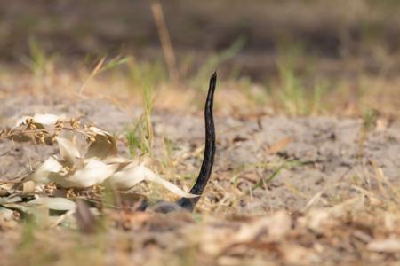 English Toy Terrier (Black and Tan) for sale by AWILOAK