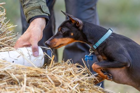 English Toy Terrier (Black and Tan) for sale by AWILOAK