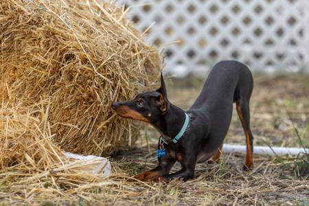 English Toy Terrier (Black and Tan) for sale by AWILOAK